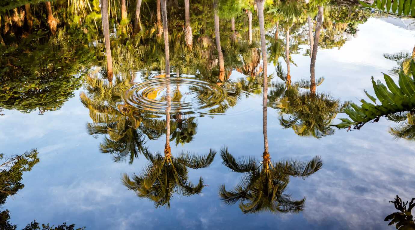 Reflection of palm trees and sky in a calm body of water, with ripples on the surface.