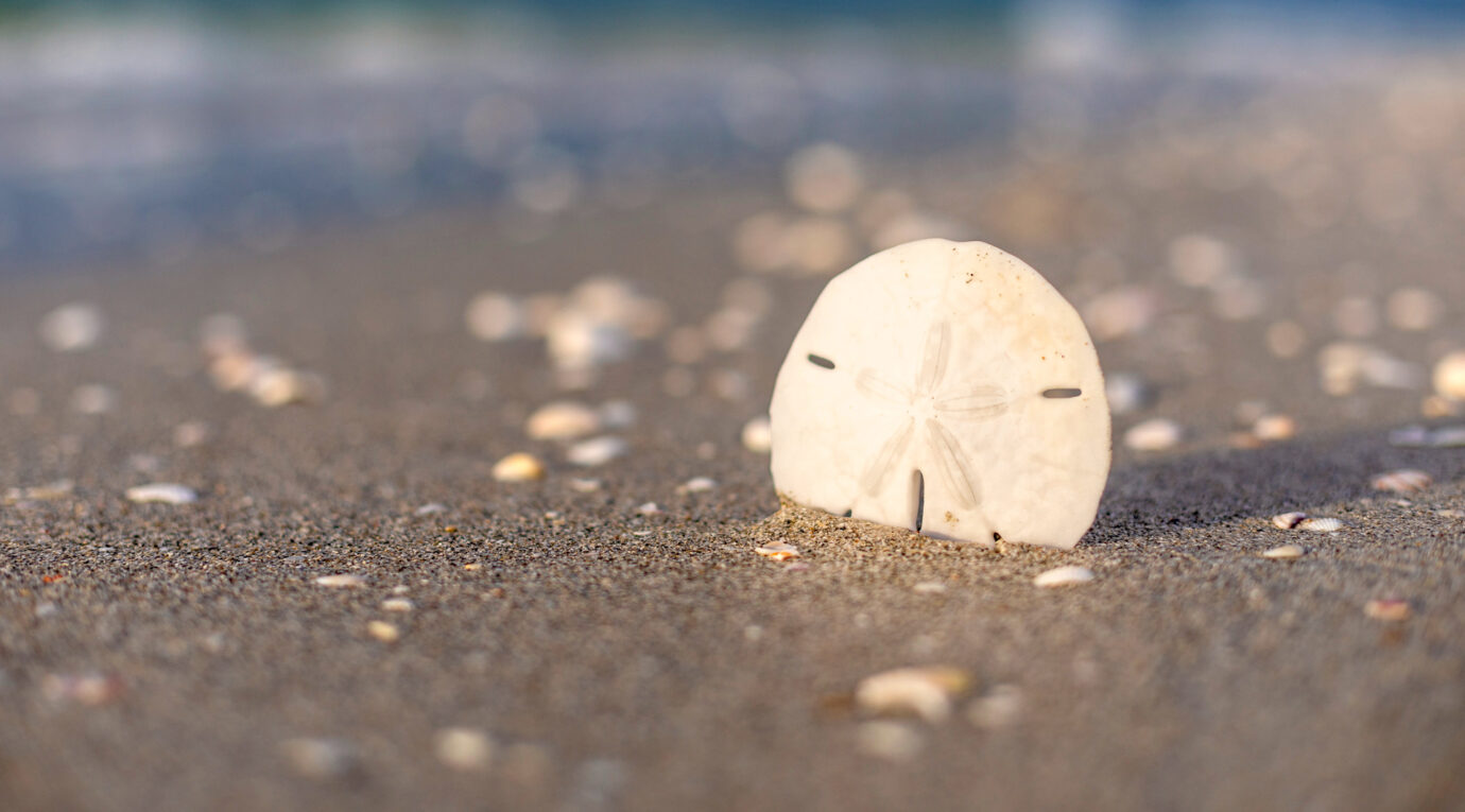 A white sand dollar standing upright on a sandy beach with scattered shells and the ocean in the background.