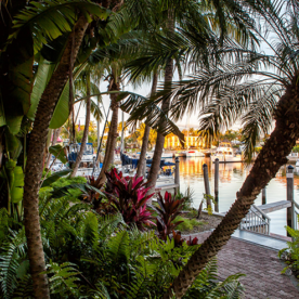 A palm tree next to a dock.