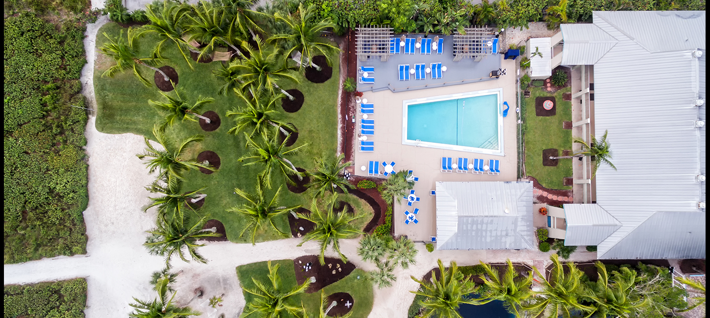 An aerial view of a pool and palm trees.