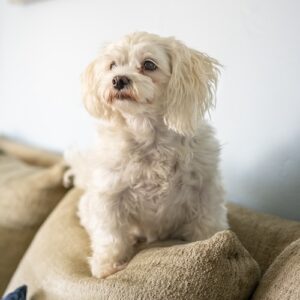 Small white fluffy dog sitting on a beige couch, looking to the left with a neutral expression.