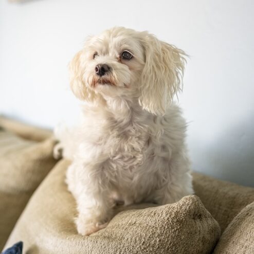 Small white fluffy dog sitting on a beige couch, looking to the left with a neutral expression.