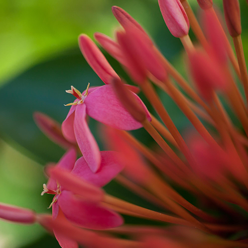 A close up of a flower.
