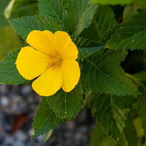 A yellow flower with green leaves.
