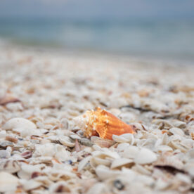 A single conch shell rests on a beach covered in various smaller shells. The ocean is visible in the background, slightly out of focus.
