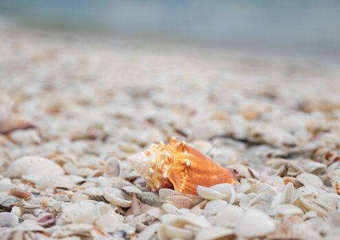 A single conch shell rests on a beach covered in various smaller shells. The ocean is visible in the background, slightly out of focus.