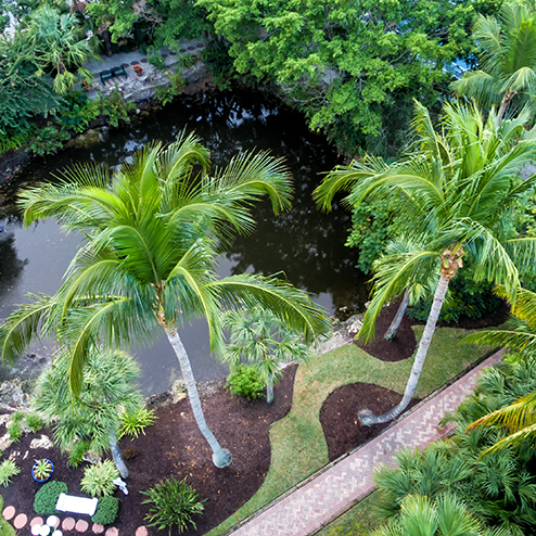 An aerial view of palm trees and a pond.