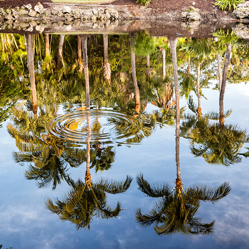 A group of palm trees reflected in a body of water.