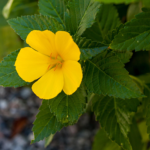 A yellow flower with green leaves.