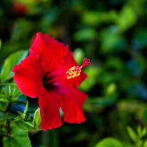 A vibrant red hibiscus flower with prominent yellow stamen, surrounded by lush green foliage.