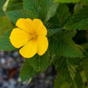 Yellow flower with five petals and green serrated leaves, blooming among gray pebbles.
