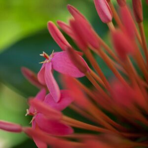 Close-up of pink ixora flowers with prominent long stamens, set against a blurred green background.
