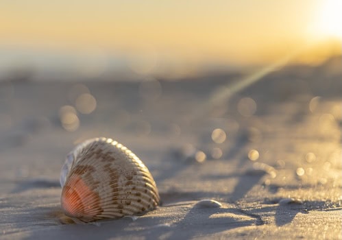 Sanibel Shell
